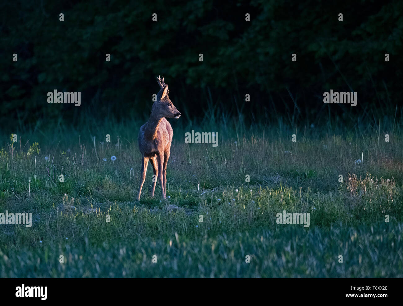 Buck-chevreuils Capreolus capreolus, aussi connu comme l'ouest de chevreuil. Au printemps. Uk Banque D'Images