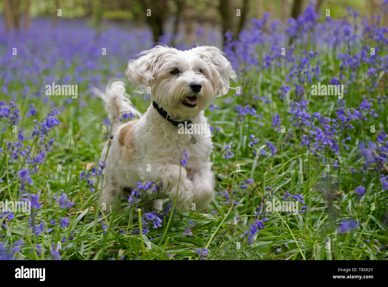 Westie et Jack Russell cross-chien Canis lupus familiaris fonctionne chez les non-Bluebells-Hyacinthoides scripta. Banque D'Images