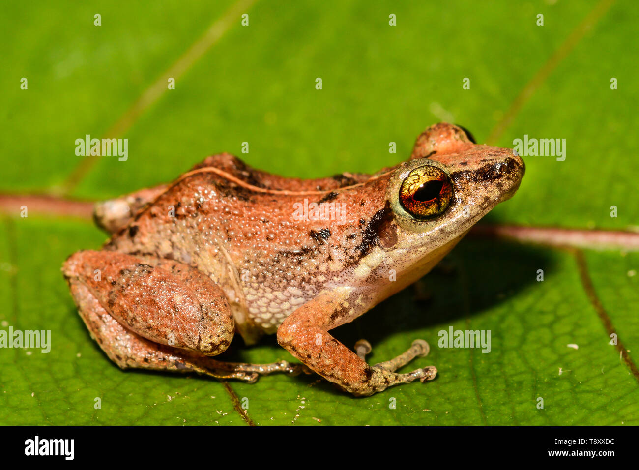 Antillean moindre sifflement (Eleutherodactylus johnstonei) Banque D'Images