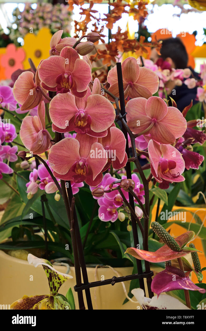 Photographié dans la plante orchidée afficher dans le parc de Keukenhof Lisse Pays-bas Avril 2019 Banque D'Images