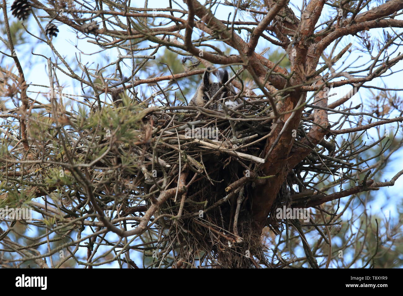 Long-eared Owl (Asio otus) dans le nid avec un jeune de la Suède Banque D'Images