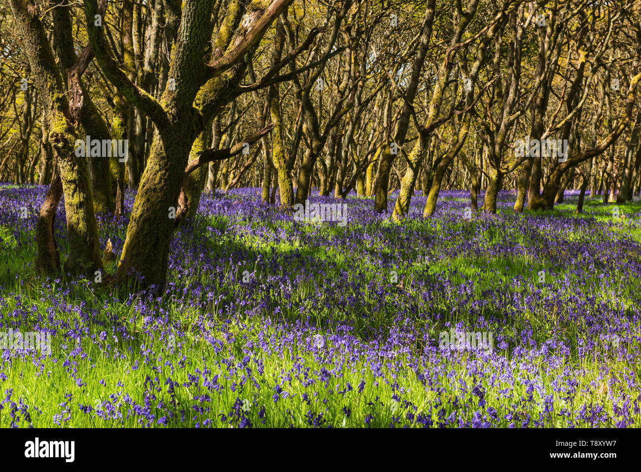 Bois Bluebell Ruthven sur la rive de la rivière Isla, Angus, Scotland. Banque D'Images