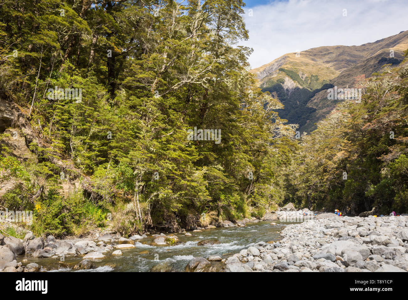 Cours d'eau au débit rapide, et le lit du fleuve, l'île du Sud, Nouvelle-Zélande Banque D'Images