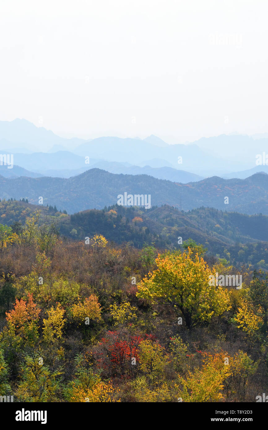 Forêt d'automne dans les montagnes du nord de la Chine. Les arbres d'automne en ce qui concerne l'or dans les montagnes de la province du nord de la Chine, Beijing, tirée de la Grande Banque D'Images