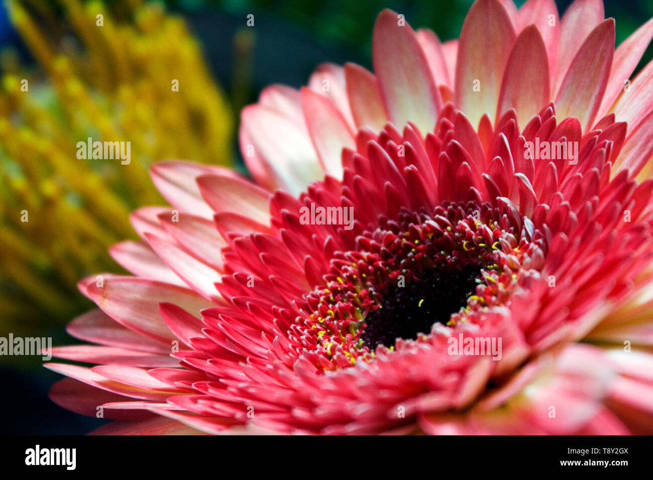 Une fleur coup de bouquet. Banque D'Images
