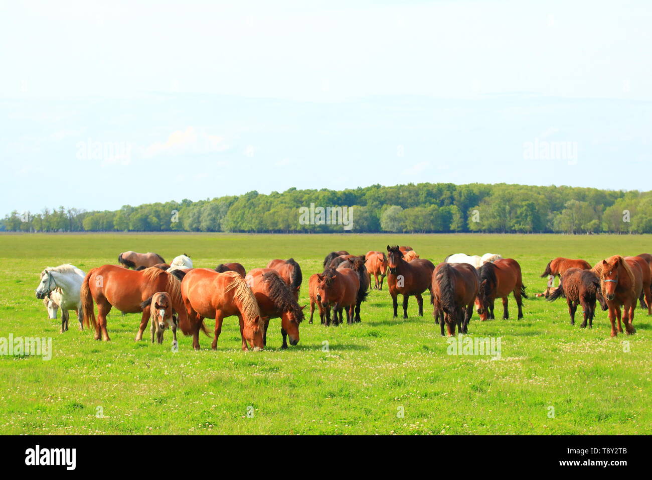 Troupeau de chevaux dans les pâturages on meadow Banque D'Images