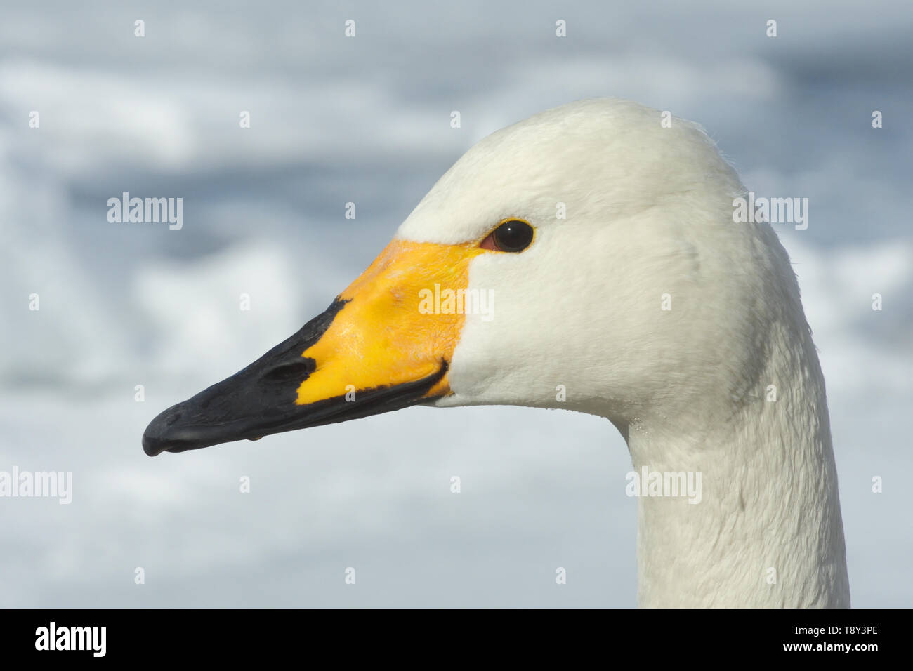 Cygne chanteur (Cygnus cygnus) head montrant les marquages bec au lac Kussharo, l'île d'Hokkaido, au Japon. Banque D'Images