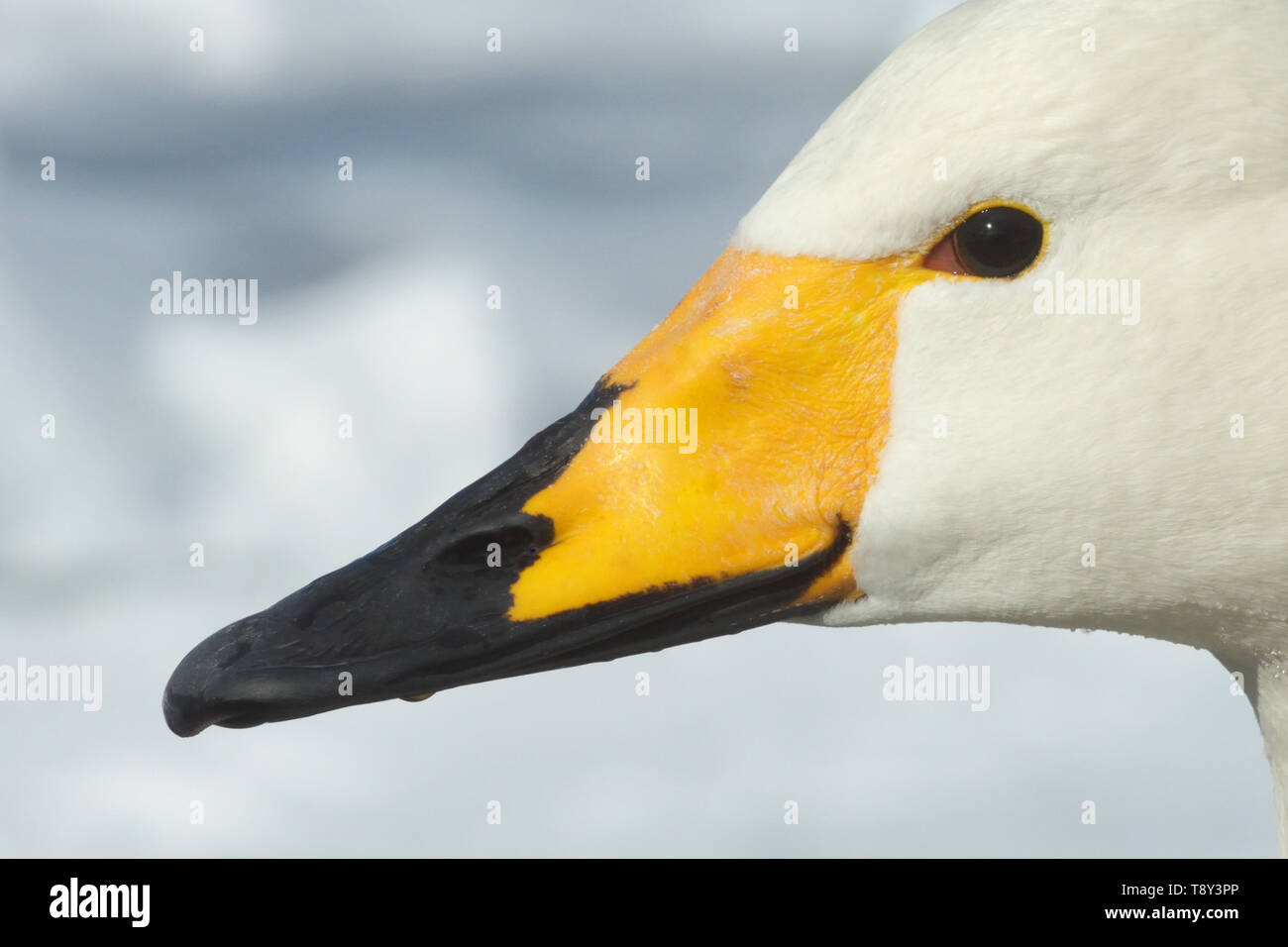 Cygne chanteur (Cygnus cygnus) head montrant les marquages bec au lac Kussharo, l'île d'Hokkaido, au Japon. Banque D'Images