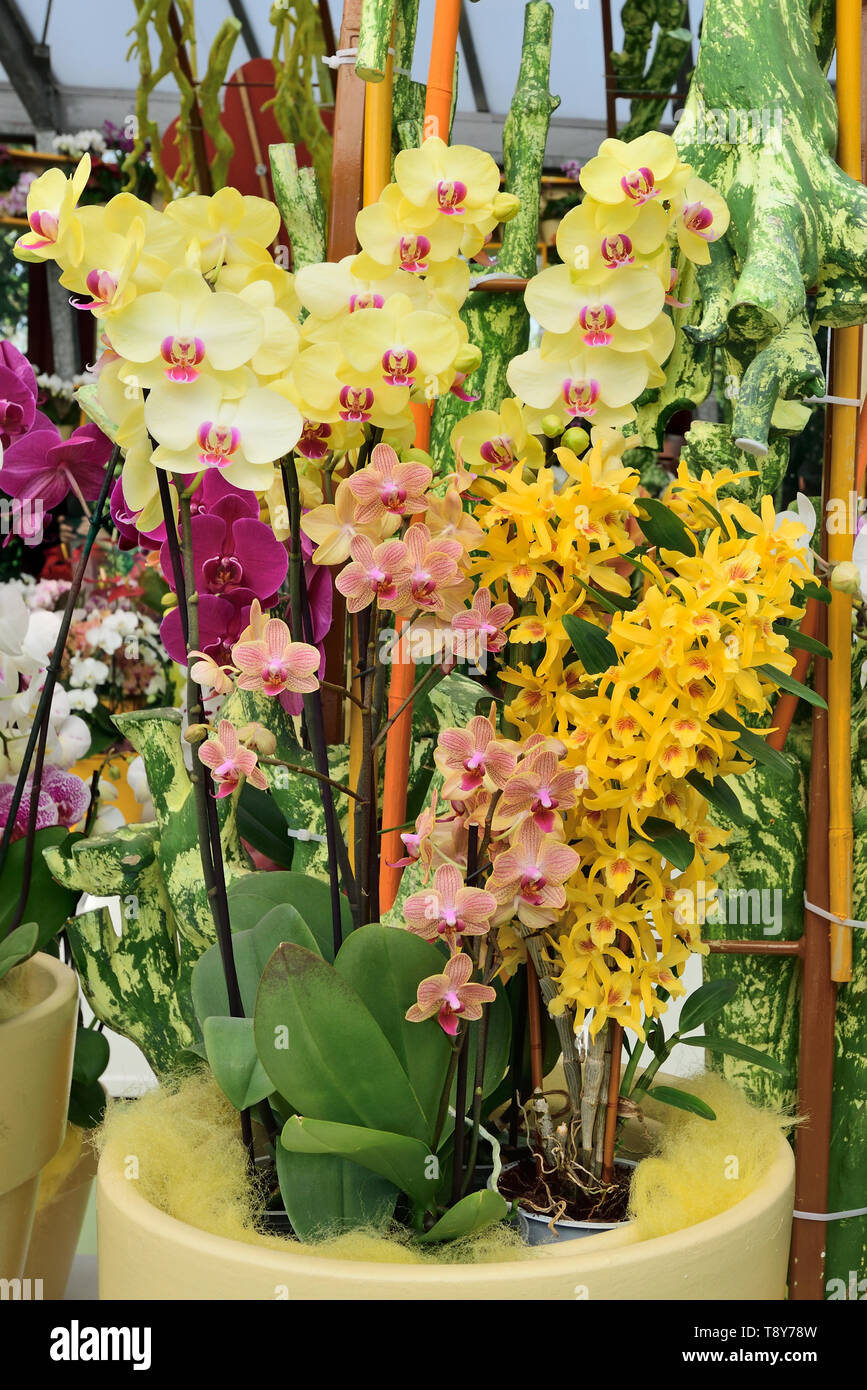 Photographié dans la plante orchidée afficher dans le parc de Keukenhof Lisse Pays-bas Avril 2019 Banque D'Images
