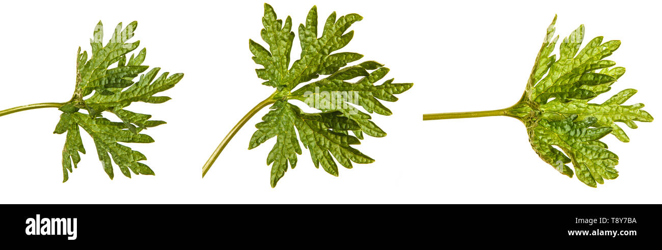 Feuille verte. Isolé sur blanc. Set Banque D'Images