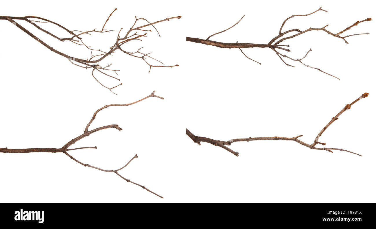 Branches de lilas sec isolé sur blanc. Set Banque D'Images