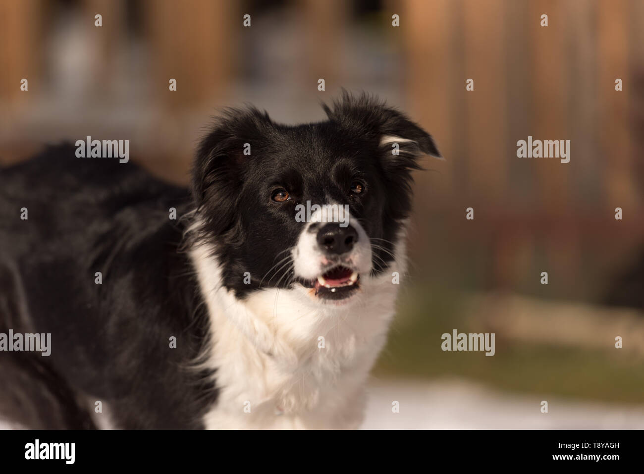 Jeune chien border collie obéissants. Tête Portrait Banque D'Images