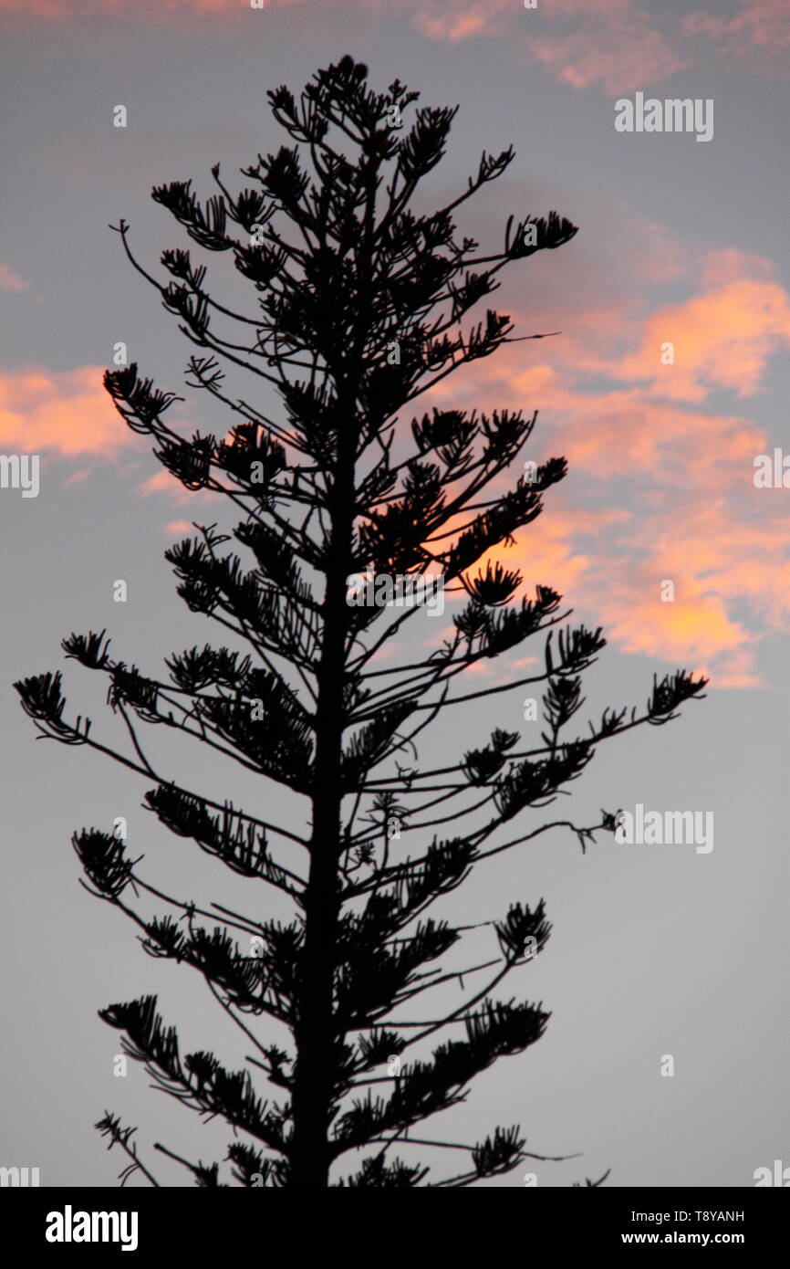 L'île Norfolk Pine (Aracaria heterophylla) au coucher du soleil Banque D'Images
