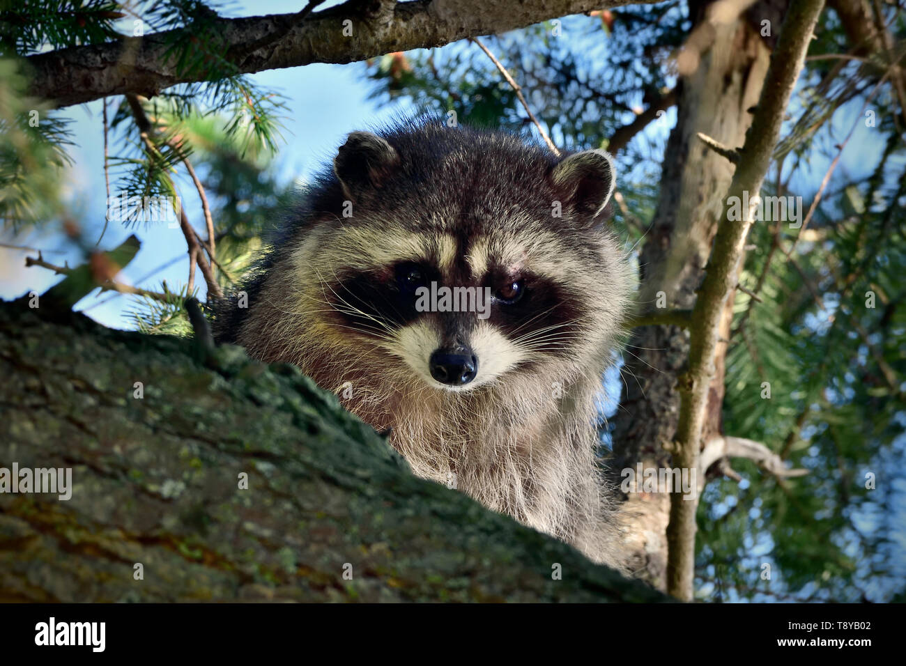 Un jeune sauvage 'raton laveur Procyon lotor', l'oeil de son perchoir sécuritaire dans une épinette sur l'île de Vancouver, Colombie-Britannique, Canada. Banque D'Images