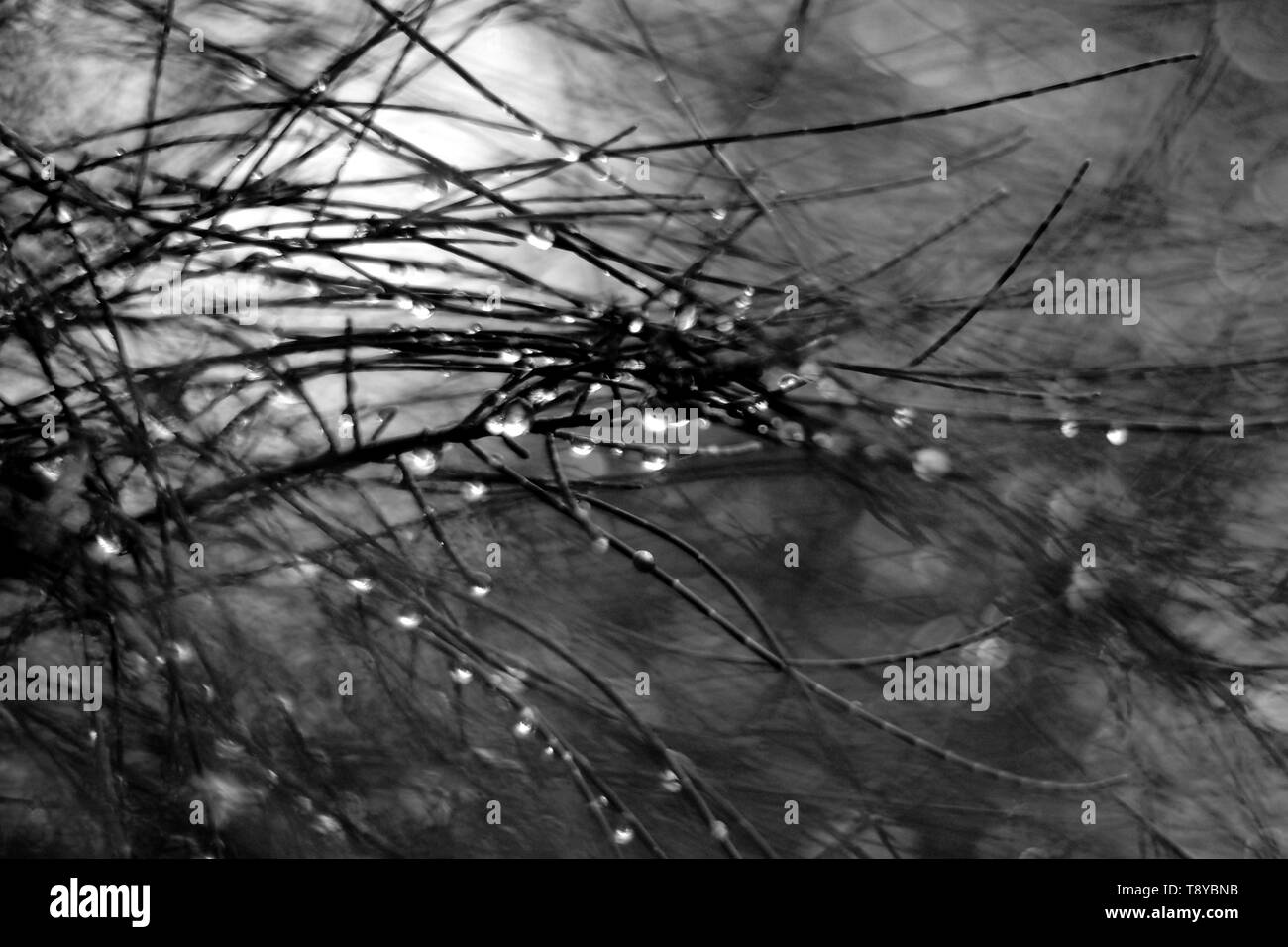 Goutte d'eau à grandes feuilles vertes, vert foncé quitter background, feuille verte sur le fond sombre, éclairage sombre feuillage Nature background de feuilles gree Banque D'Images