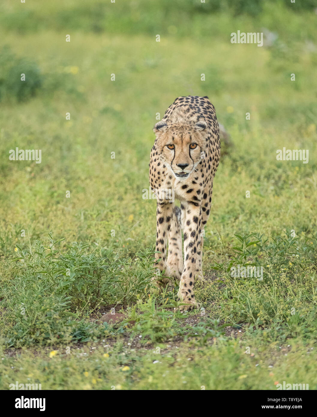 Cheetah dans le Nord de gibier de Tuli au Botswana Banque D'Images