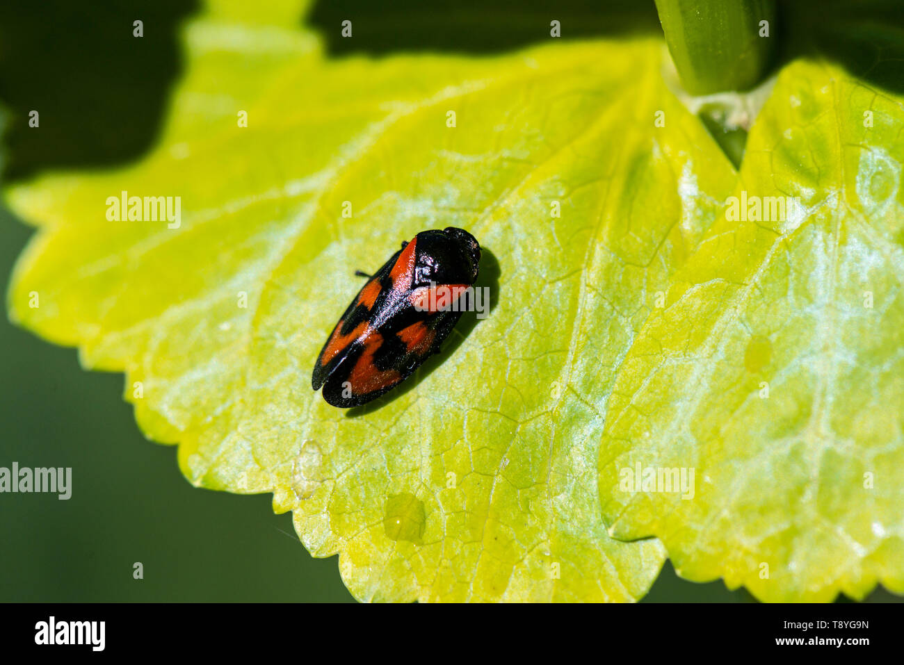 Un rouge et noir (froghopper Cercopis vulnerata) sur une feuille Banque D'Images