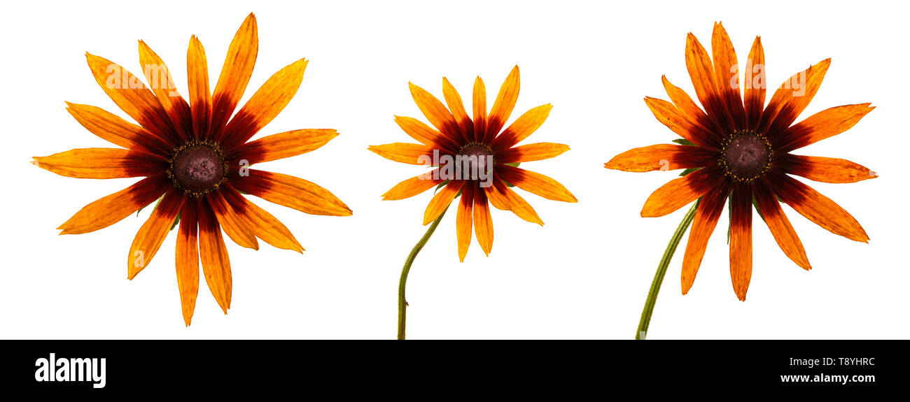 Flower Rudbeckia hirta. Isolated on white Banque D'Images