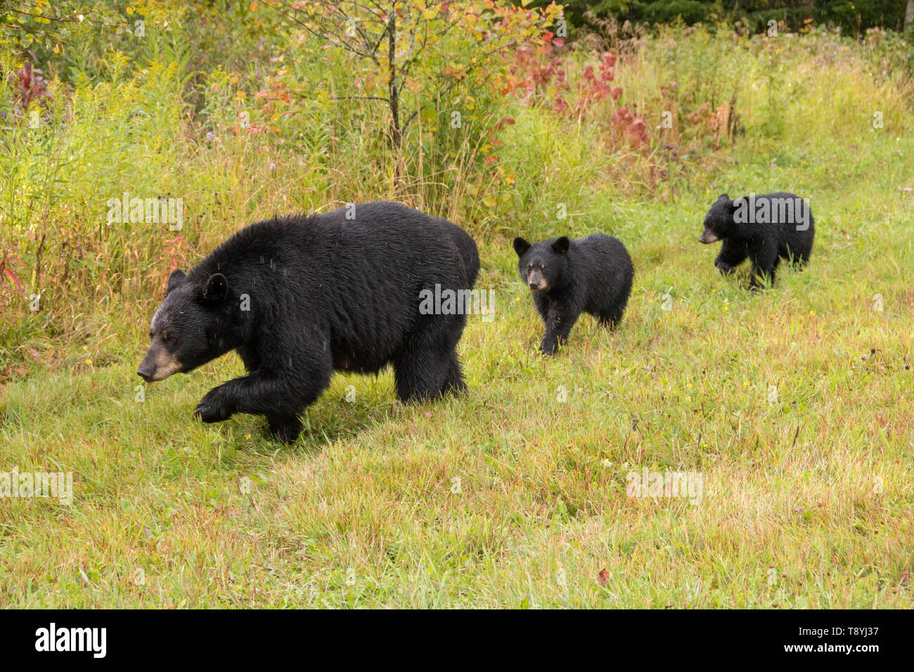 Ours noir (Ursus americanus) mère et oursons, forêt boréale près d'aire marine nationale de conservation du lac Supérieur, en Ontario, Canada Banque D'Images