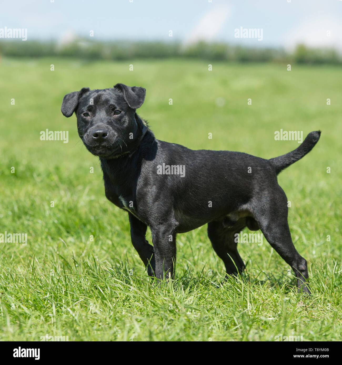 Patterdale terrier Banque D'Images