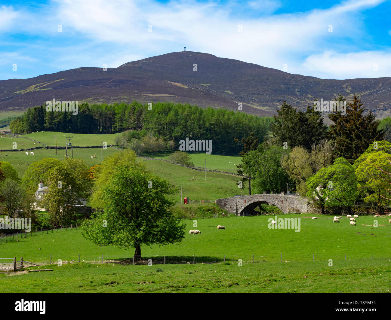 Le printemps à l'Angus Glens Banque D'Images