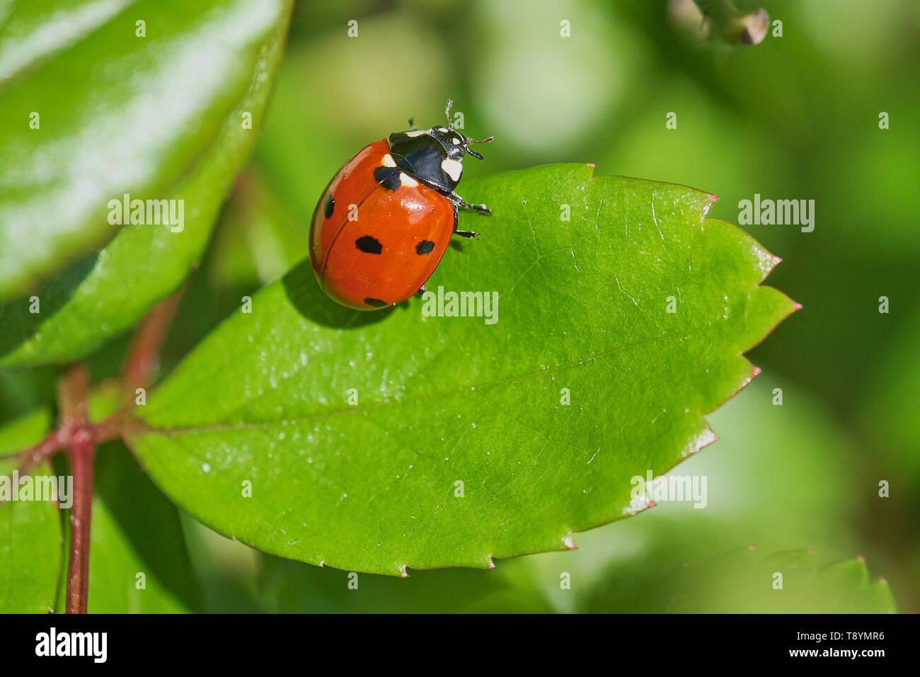 Ladybird assis sur une feuille de rose est une plante verte, couleur macro photo with copy space Banque D'Images