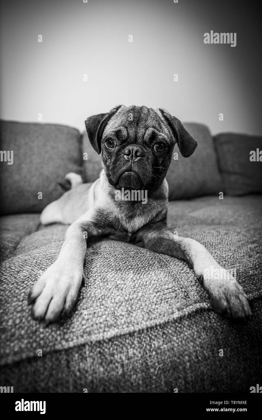 Joli Mignon Chiot Pug Race De Chien Assis Sur Le Canapé La