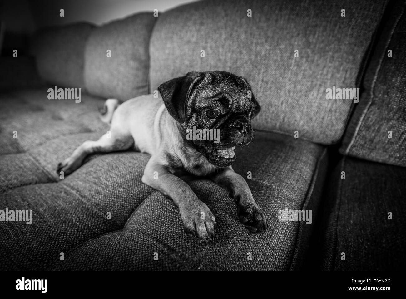 Joli Mignon Chiot Pug Race De Chien Assis Sur Le Canapé La