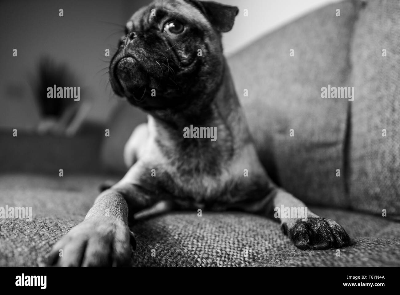 Joli Mignon Chiot Pug Race De Chien Assis Sur Le Canapé La