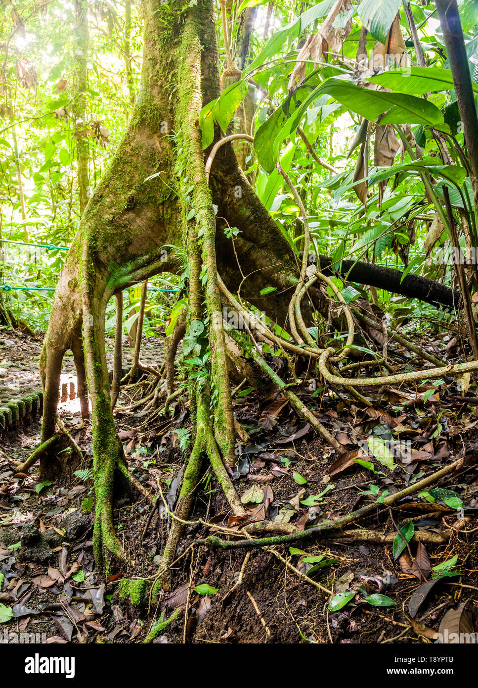 Arbre généalogique Matapalo avec des racines aériennes en ponts suspendus d'Arenal au Costa Rica Banque D'Images