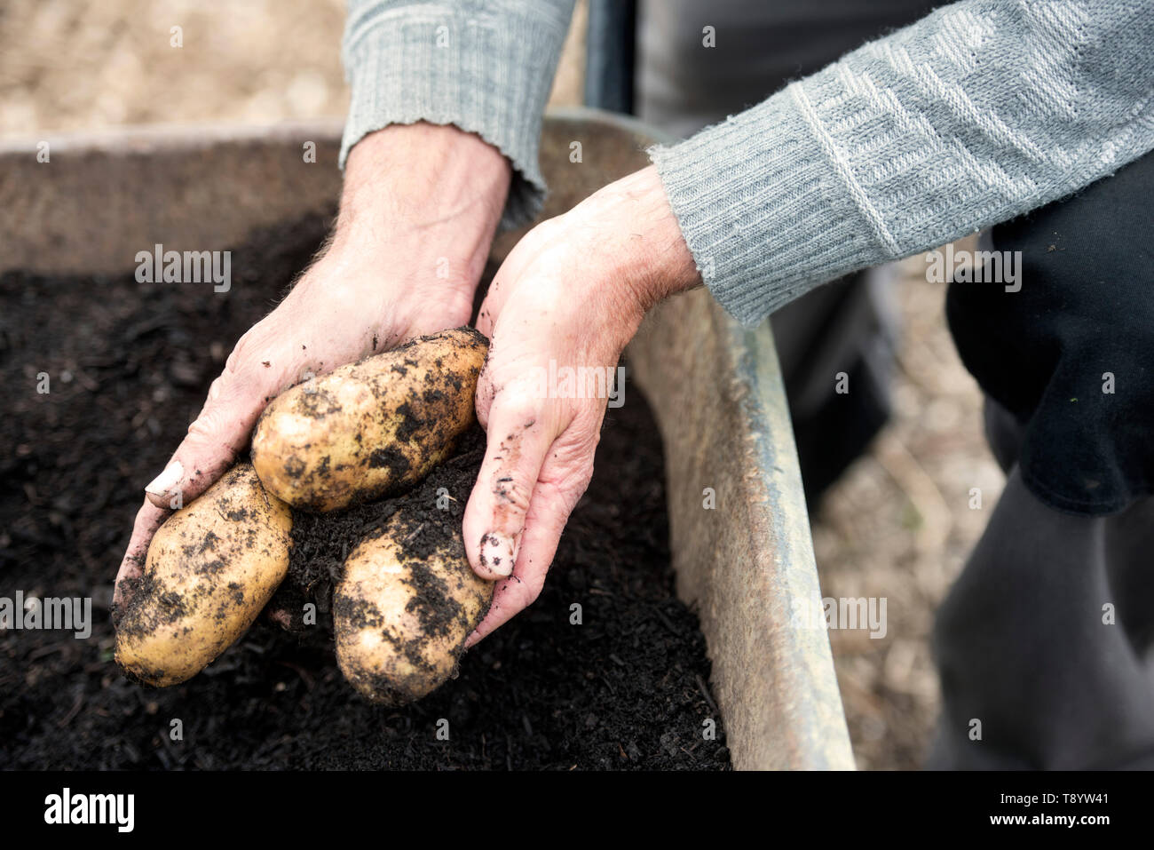 Les pommes de terre fraîchement creusé à un jardin communautaire à Bristol UK Banque D'Images
