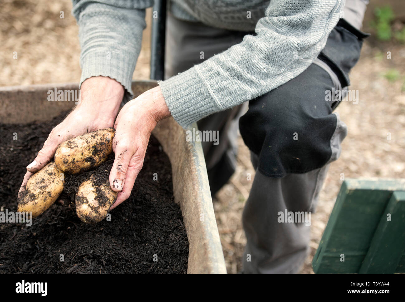 Les pommes de terre fraîchement creusé à un jardin communautaire à Bristol UK Banque D'Images