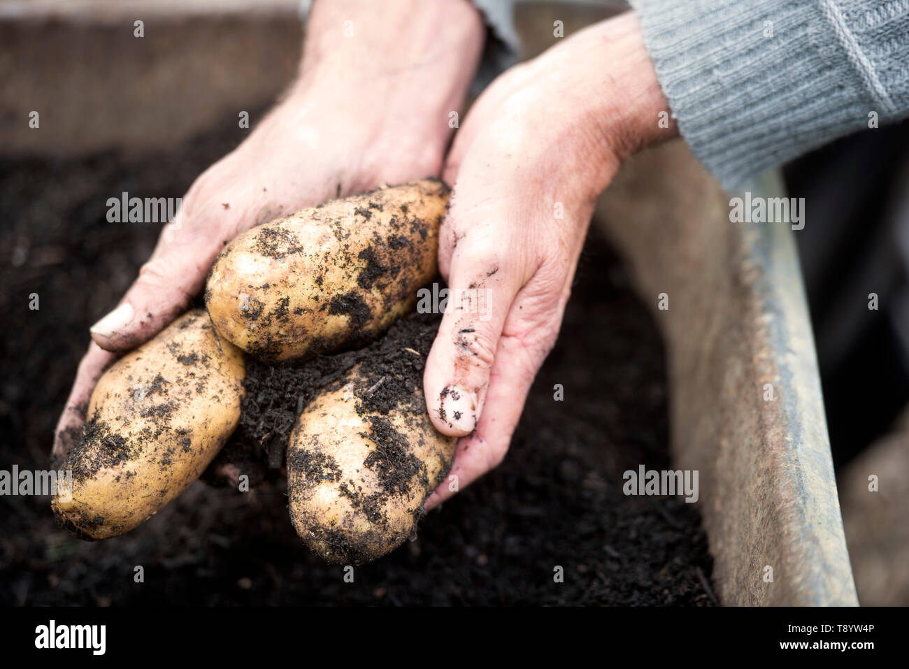 Les pommes de terre fraîchement creusé à un jardin communautaire à Bristol UK Banque D'Images