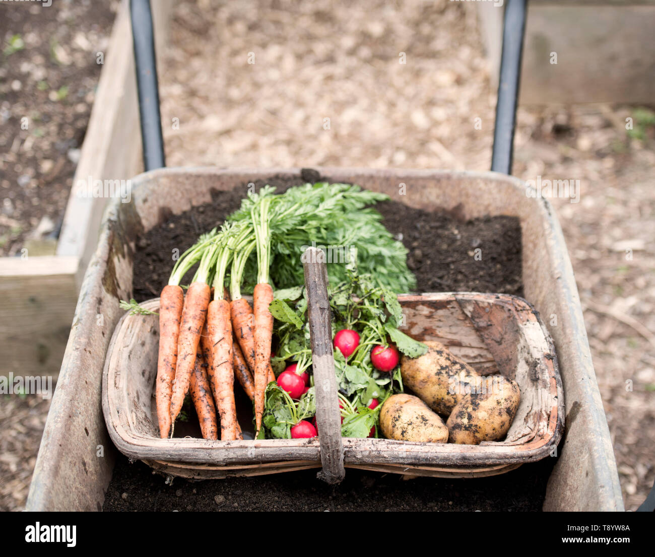 Fraîchement cueilli des radis, des carottes et des pommes de terre à un jardin communautaire à Bristol UK Banque D'Images