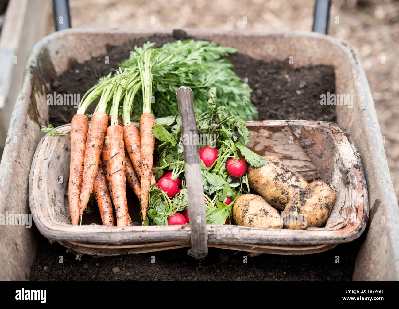 Fraîchement cueilli des radis, des carottes et des pommes de terre à un jardin communautaire à Bristol UK Banque D'Images