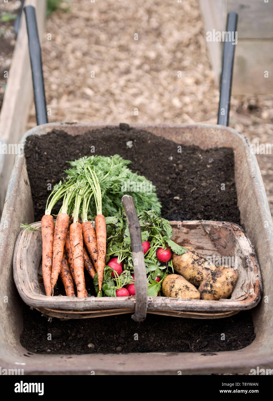 Fraîchement cueilli des radis, des carottes et des pommes de terre à un jardin communautaire à Bristol UK Banque D'Images