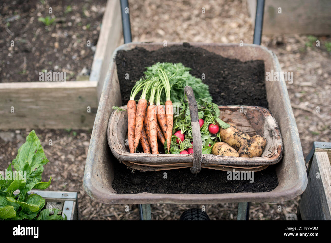 Fraîchement cueilli des radis, des carottes et des pommes de terre à un jardin communautaire à Bristol UK Banque D'Images