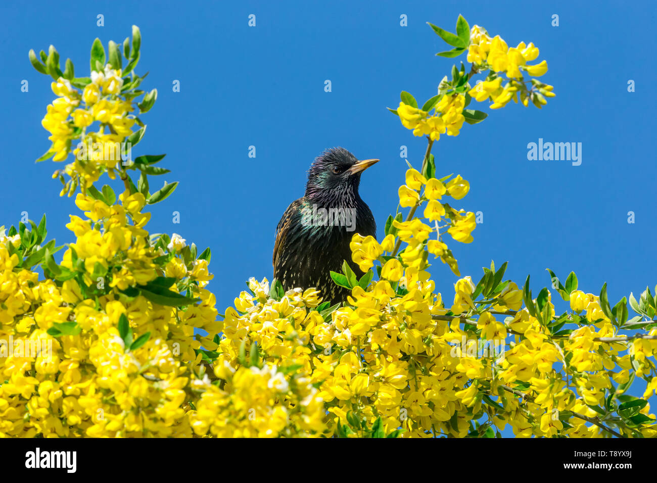 Starling, nom scientifique : Sturnus vulgaris. perché dans l'arbre Laburnum avec fleurs jaune vif. Nettoyer le fond de ciel bleu. Face à la droite. Paysage Banque D'Images