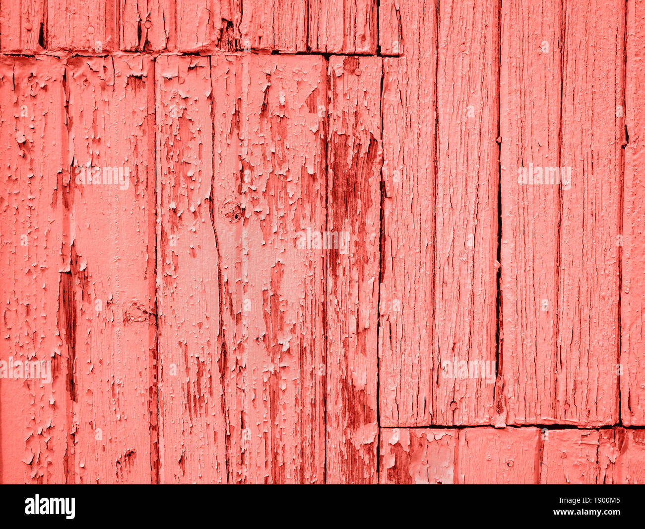 Ancienne authentique en bois non peint usé avec l'écaillage de la peinture grunge background texture bois en corail vivant, Pantone couleur de l'année 2019 Banque D'Images