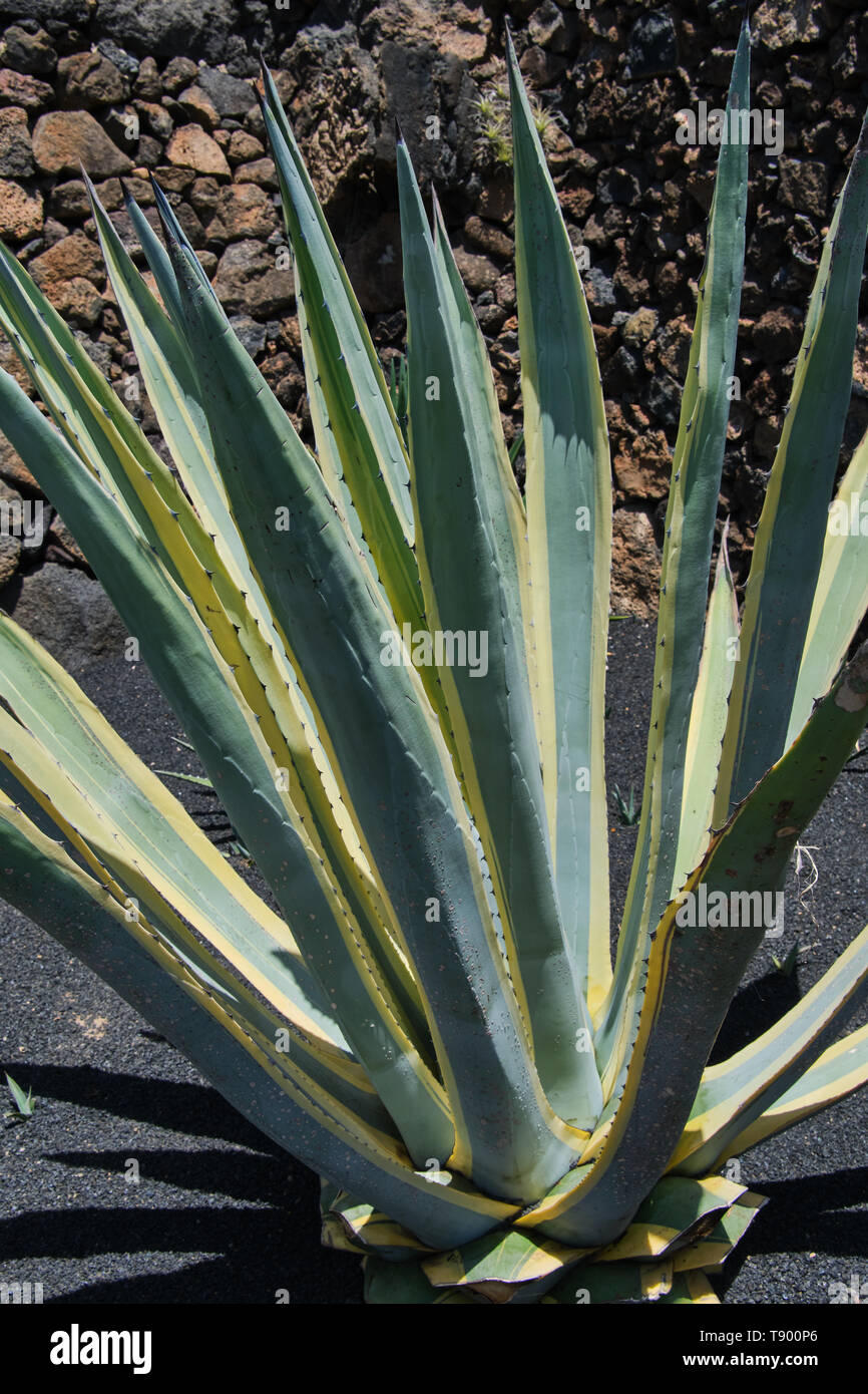 Agave americana plante sur une journée ensoleillée Banque D'Images