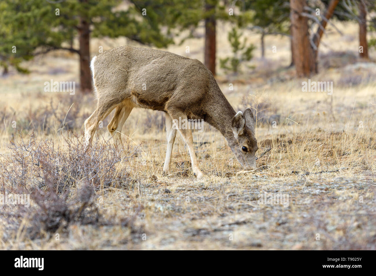 Printemps - un jeune Cerf Le cerf mulet se nourrissant d'herbes sèches dans une forêt de pins. Au début du printemps au Rocky Mountain National Park, Colorado, USA. Banque D'Images