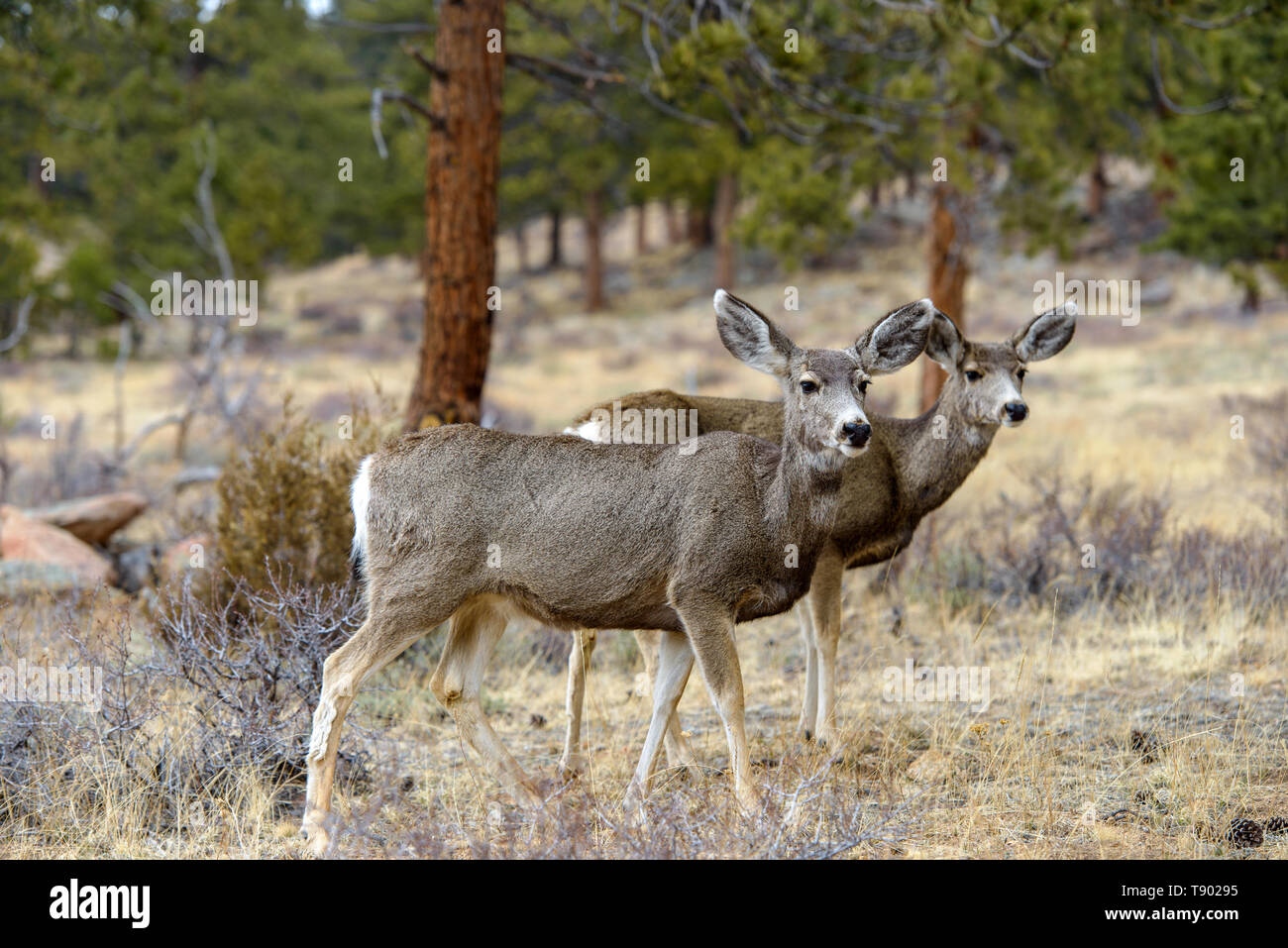 Le Cerf mulet en forêt - une paire de mule deer balade au printemps forêt de pins dans le parc national Rocky Mountain, Colorado, USA. Banque D'Images