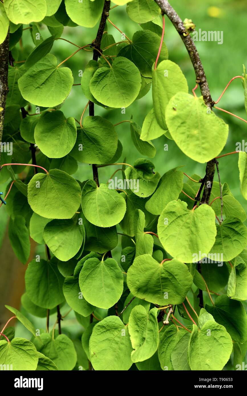 Gros plan des feuilles d'un arbre Katsura en pleurs. Banque D'Images