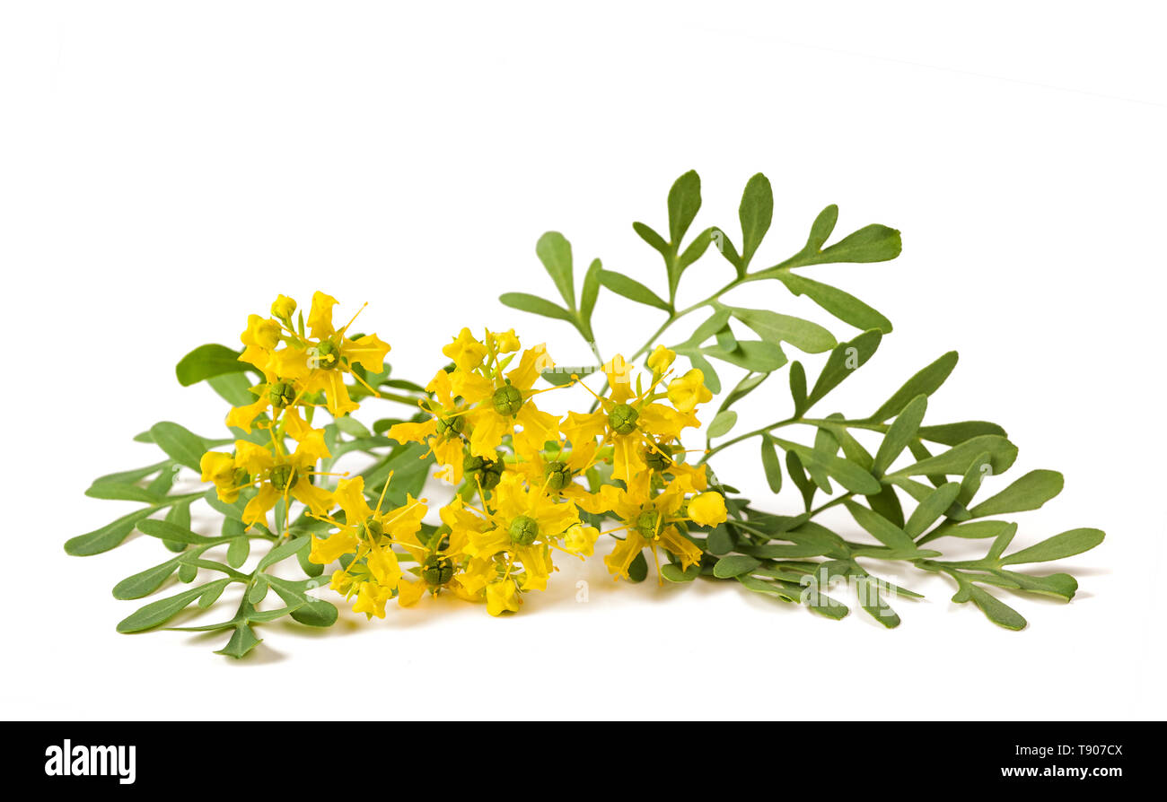 Herb de la grâce des fleurs isolated on white Banque D'Images