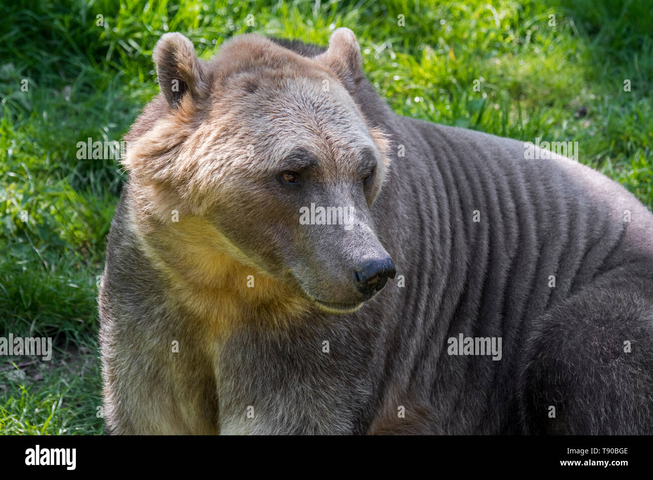 Polar bear - Ours brun ours polaire hybride / hybride grizzly-également  appelé Ours ours grolar / pizzly / nanulak, rare hybride des ursidés Photo  Stock - Alamy