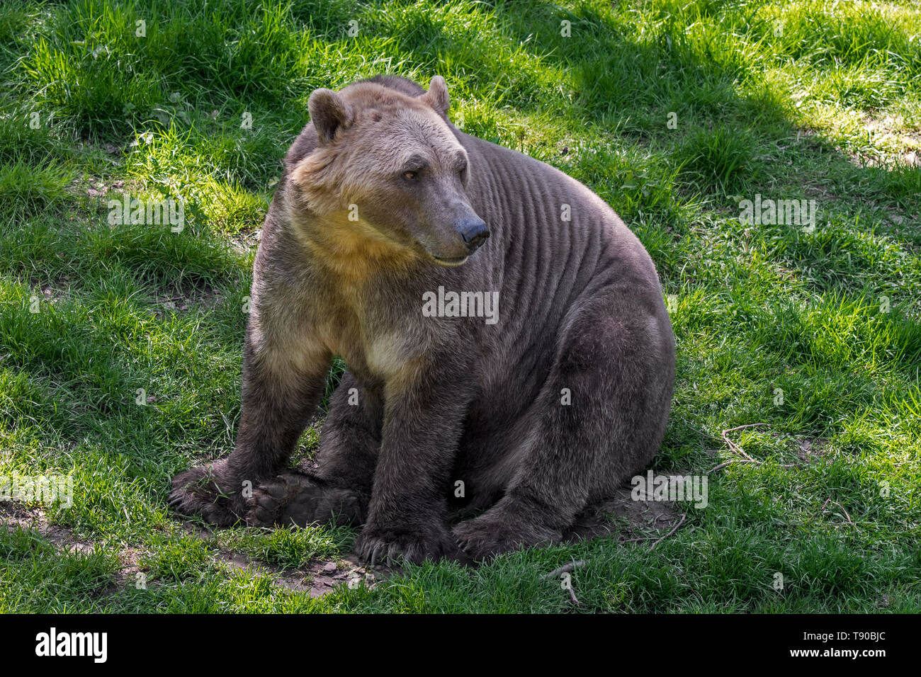 Hybride ours polaire grizzli Banque de photographies et d'images à haute  résolution - Alamy
