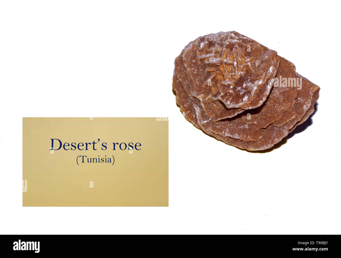 Rose du désert de Tunisie, close-up Banque D'Images