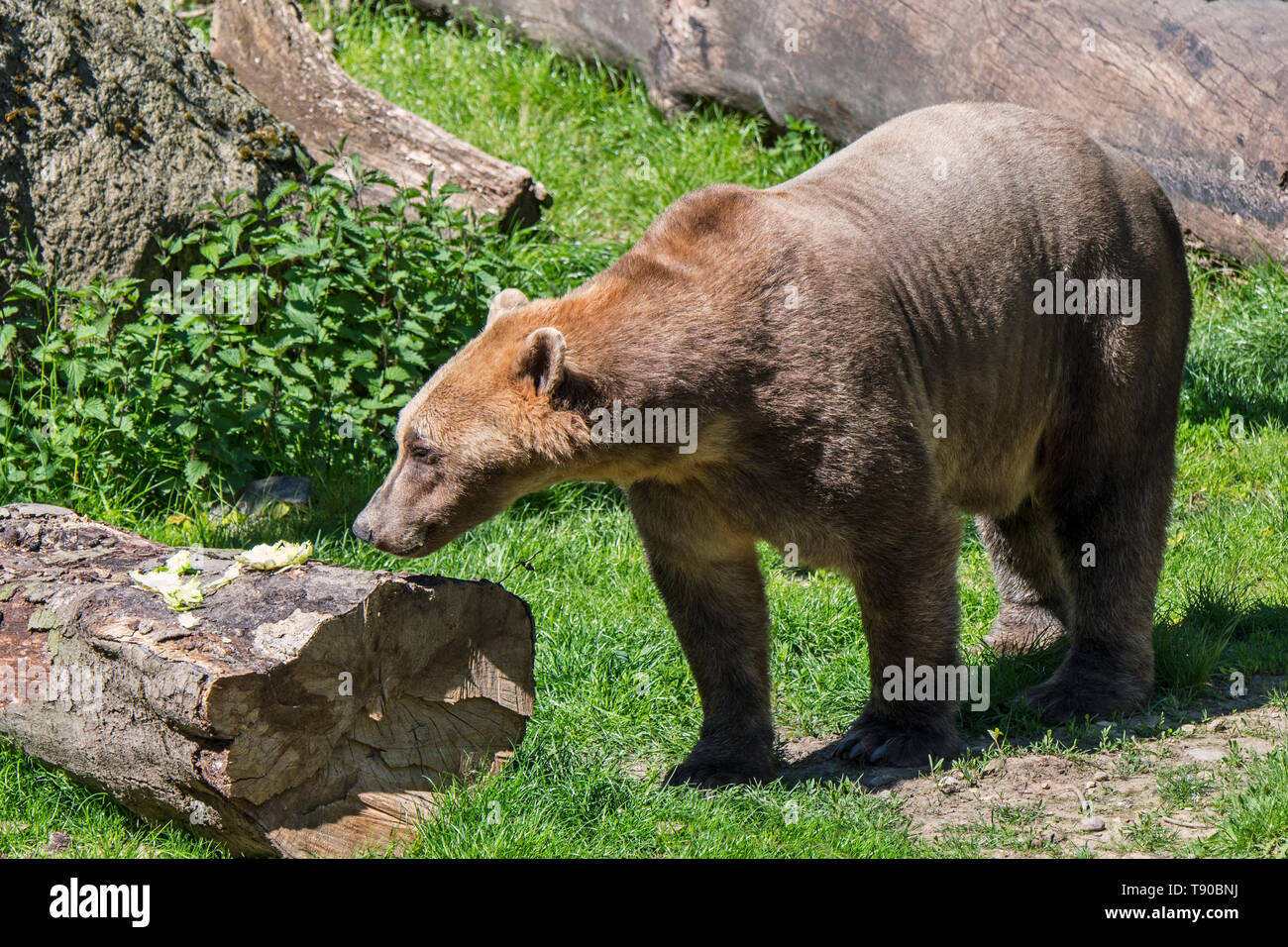 L'ours élevés en captivité / ours brun ours grolar hybride également appelé pizzly / ours / nanulak au Zoo Osnabrück, Allemagne Banque D'Images