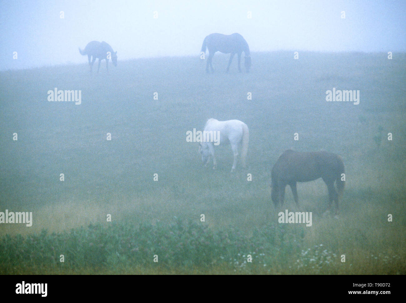 Les chevaux au pâturage dans le brouillard - Martha's Vineyard, Massachusetts, USA Banque D'Images