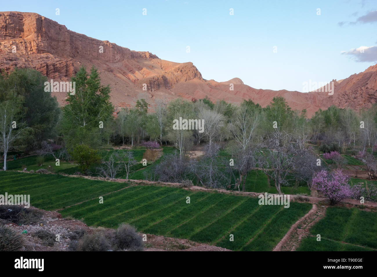 Les doigts de singe des formations rocheuses avec un peu de violet buissons à l'avant pendant le coucher du soleil dans la vallée du Dadès, au Maroc Banque D'Images